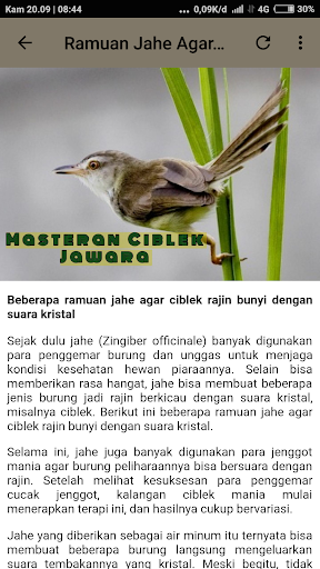 2021 Masteran Ciblek Jawara Offline Pc Android App Download Latest