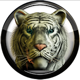 Poweramp skin white tiger icon