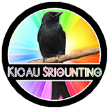 Kicau Srigunting Master icon