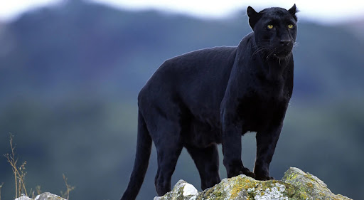 Black Panther Wallpaper HD Screen 2