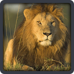 Baby learning Animals (Card) Apk