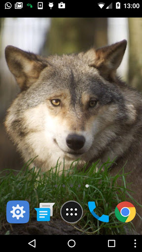 wolf video wallpaper Screen 2