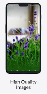 Lavender Flower Wallpaper HD