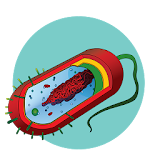 Microbiology Review Quiz icon