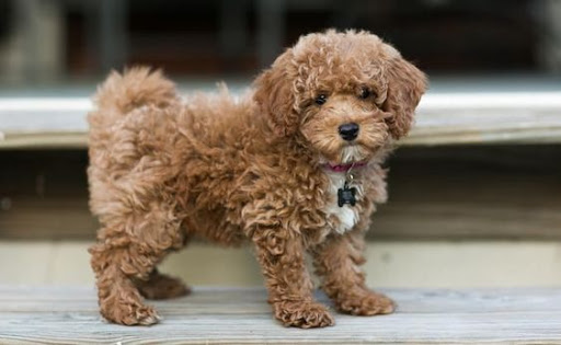 Dog Wallpapers HD 4K Screen 2