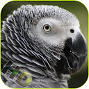 Parrots Video Live Wallpaper APK