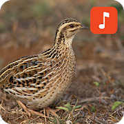 Top 34 Lifestyle Apps Like Rain quail bird calls - Best Alternatives