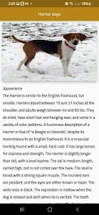 Harrier dogs