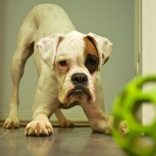 Boxer Dog Wallpapers logo