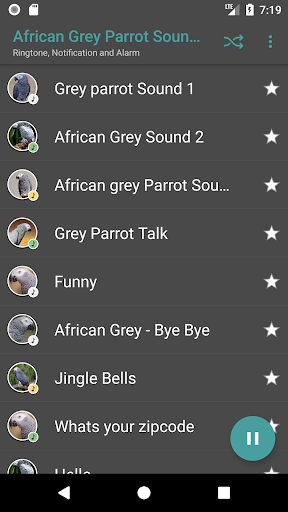 African Grey Parrot Sounds Screen 2