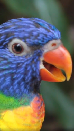 Android application lorikeet wallpaper screenshort
