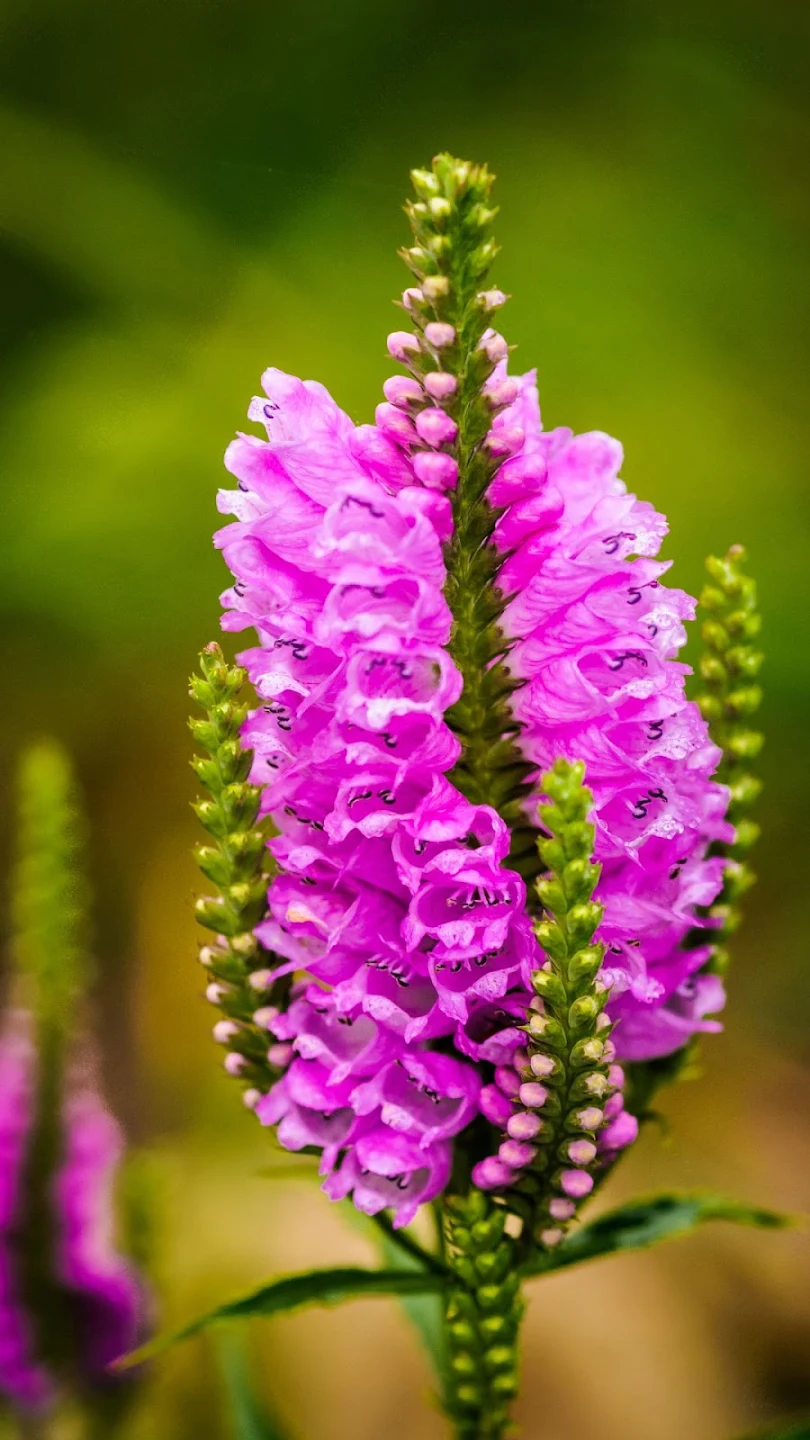 download-obedient-plant-wallpaper-on-pc-emulator-ldplayer