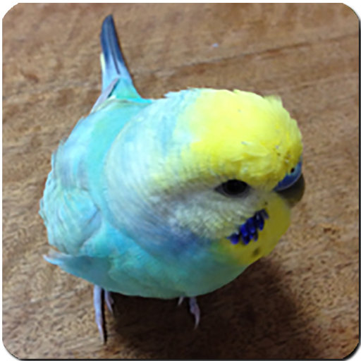 インコの為のセキセイインコの鳴き声 Google Play のアプリ