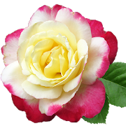 Imágenes de hermosas Rosas