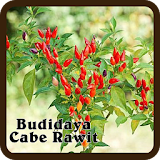 Budidaya Cabe Rawit icon