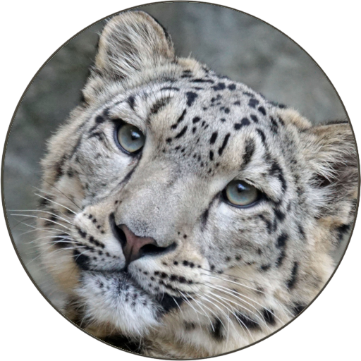 Snow Leopards Free Wallpapers Google Play のアプリ