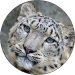 Cover Image of ダウンロード Snow Leopards Free Wallpapers 1.1.1.0 APK