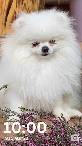 Pomeranian Wallpaper HD and 4K