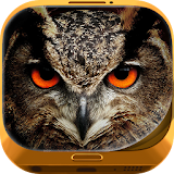 Night Owl Wallpaper HD icon