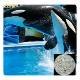 VR Guide: SeaWorld Orlando 8.0 APK | AndroidAppsAPK.co