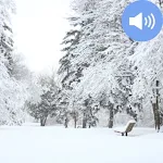 Cover Image of डाउनलोड Snow Sounds and Wallpapers  APK