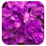 Cover Image of Download Purple Wallpaper 1.0.0 APK