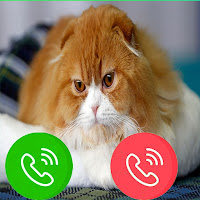 Cat video call - Cat fake video call