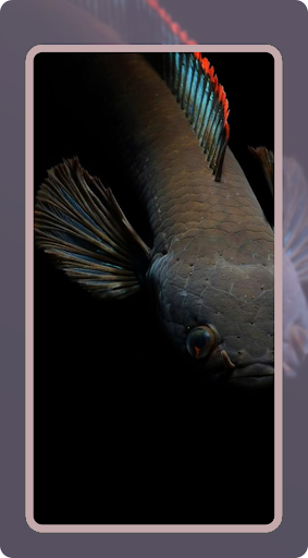 Channa Fish Wallpaper