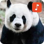 Panda Bear Sound Effects