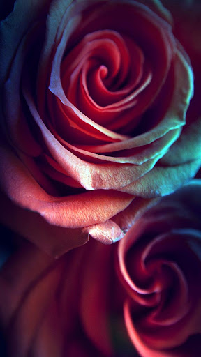 Rose Live Wallpaper Screen 2