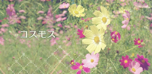 コスモス トイカメラ風壁紙きせかえ Google Play のアプリ