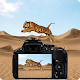 रेगिस्तान पशु फोटोग्राफी
