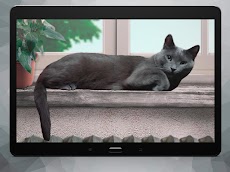 レイジーグレイキャットライブ壁紙 Cute Lazy Catのおすすめ画像4