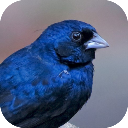Android Apps by Indigo Bunting on Google Play