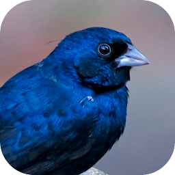 Icon image Bird songs tiziu brazil