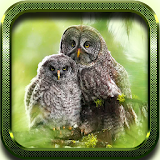 Owls Games HD LWP icon