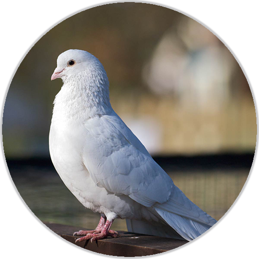 Звуки голубя. Голубь на звук г. Evening dove. Турецкий голубь звук слушать. Серый голубь звуки