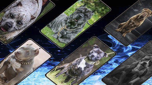 Pitbull Dog HD Wallpaper Screen 3