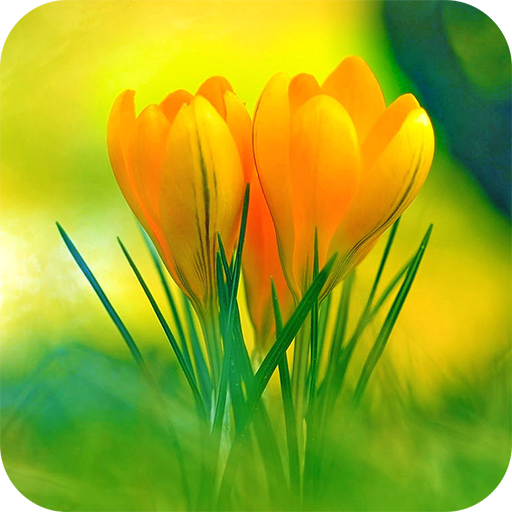 About: Flowers Wallpaper (Google Play version) | | Apptopia