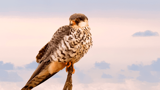 Hawk Sounds Screenshot 4 - AppWisp.com