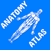 Anatomy Atlas for Students - Lite Version icon