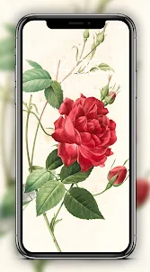 Rose Wallpapers