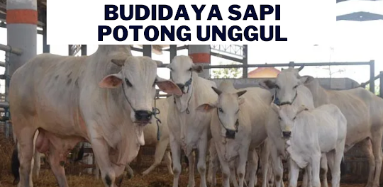 Budidaya Sapi Potong Unggul