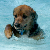 Dog Swim Live Wallpaper icon