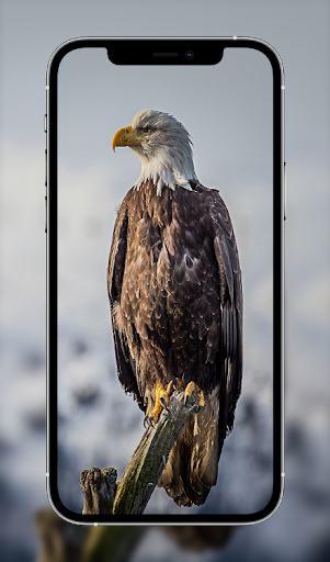 Eagle Wallpapers Hd Screen 3