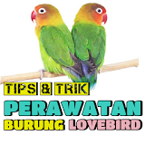 Tips & Trik Perawatan Burung Lovebird icon