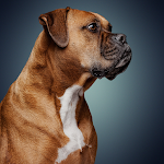 Cover Image of डाउनलोड Boxer Dog HD Wallpapers 1.0.0.6 APK