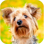 Cover Image of Download Yorkshire Terrier Wallpaper  APK
