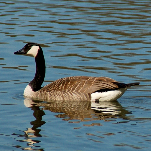 Goose Calls logo