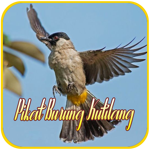 Suara Pikat Burung Kutilang